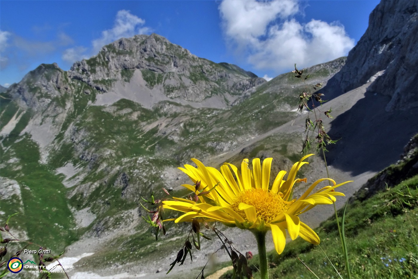 36 Doronico dei macereti (Doronicum grandiflorum) nei macereti del Mandrone con vista in Corna Piana .JPG -                                